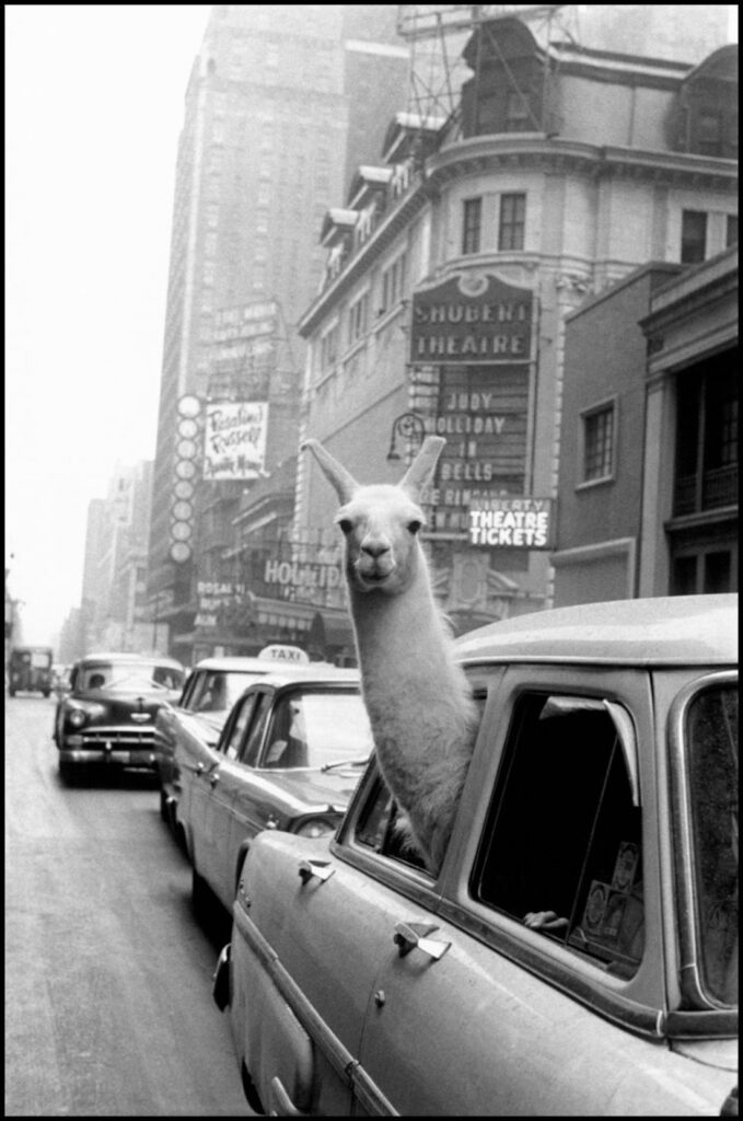 Lama a Times Square, Inge Morath